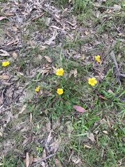Ranunculus lappaceus