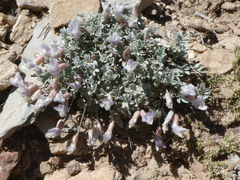 Astragalus calycosus calycosus