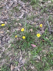Ranunculus lappaceus