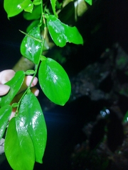 Pothos chinensis