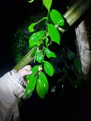 Pothos chinensis