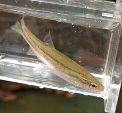 Chrosomus erythrogaster