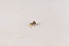 Membracidae