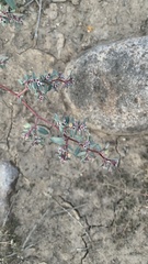 Euphorbia pediculifera