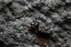 Glischrochilus japonius