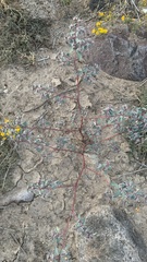 Euphorbia pediculifera
