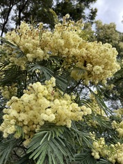 Acacia mearnsii