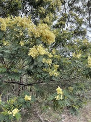Acacia mearnsii