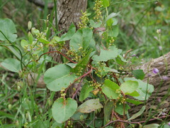 Muehlenbeckia adpressa