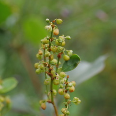 Muehlenbeckia adpressa