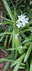 Crinum moorei