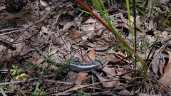 Amphibolurinae