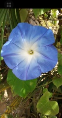 Ipomoea tricolor