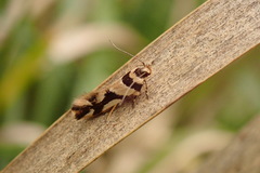 Macrobathra desmotoma