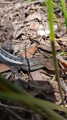 Amphibolurinae