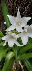 Crinum moorei