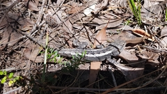 Amphibolurinae
