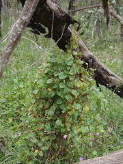 Muehlenbeckia adpressa