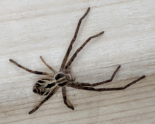 Attractive Running Crab Spider