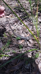 Amphibolurinae