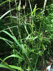 Carex lonchocarpa