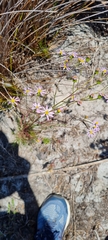 Senecio umbellatus
