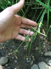 Carex lonchocarpa