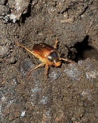 Phytholaema herrmanni