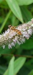 Episyrphus