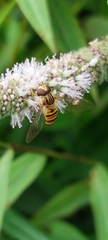 Episyrphus