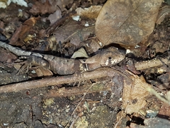 Stenocercus erythrogaster