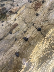 Littorina subrotundata