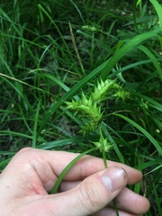 Carex louisianica