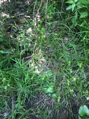 Carex louisianica