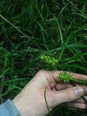Carex louisianica