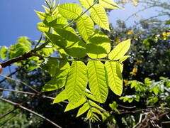 Juglans ailantifolia