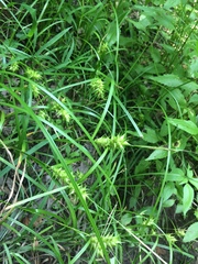 Carex louisianica