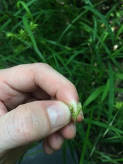 Carex louisianica
