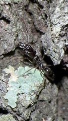 Odontomachus haematodus