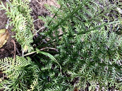 Asplenium rutifolium