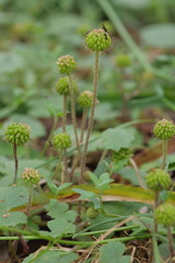 Hydrocotyle laxiflora