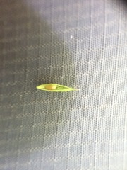 Carex debilis debilis