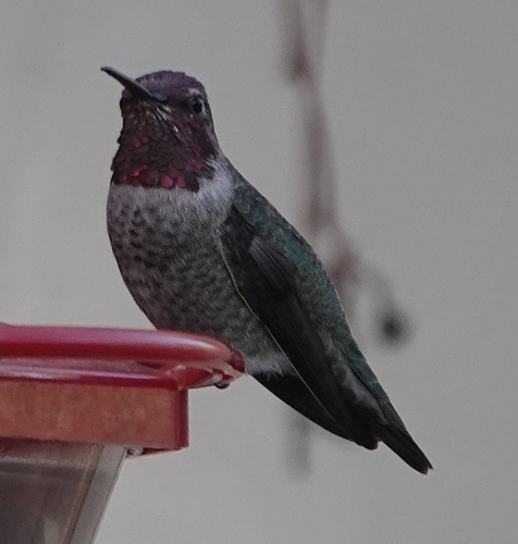 Anna's Hummingbird photographed in Nebraska