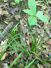 Carex debilis debilis