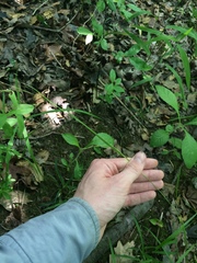 Carex debilis debilis