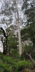 Eucalyptus viminalis viminalis