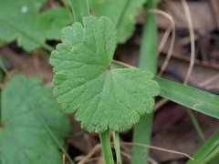 Hydrocotyle laxiflora