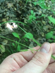 Carex debilis debilis