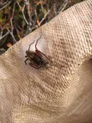 Tomopisthes horrendus