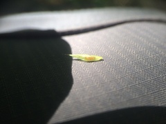 Carex debilis debilis